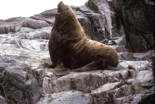 Steller Sea Lion reference