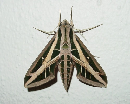 Banded Sphinx reference