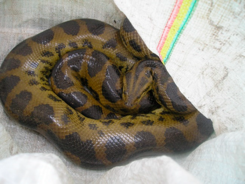Dark-spotted Anaconda reference
