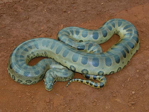 Green Anaconda reference