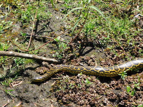 Yellow Anaconda reference
