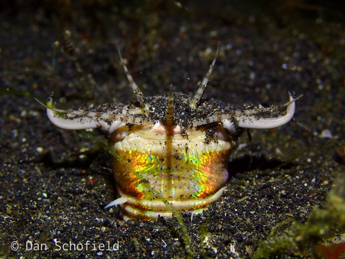 Bobbit Worm reference