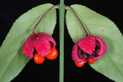 American Strawberry-Bush reference
