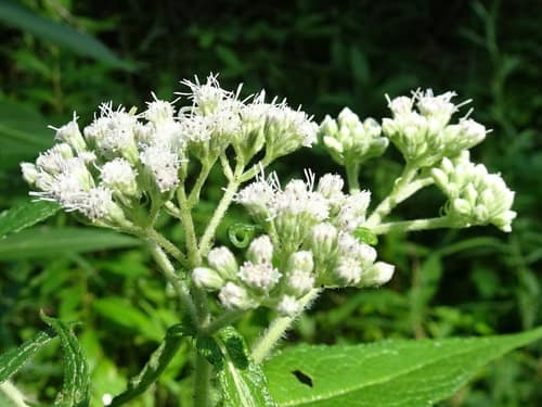 Common Boneset reference
