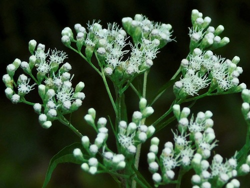 Late Boneset reference