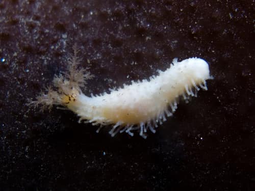 White Sea Cucumber reference