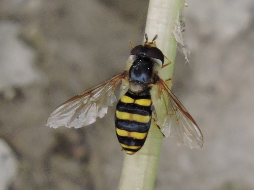 American Hoverfly reference