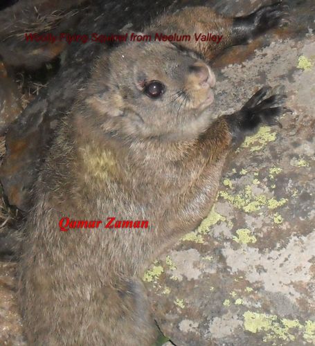 Woolly Flying Squirrel reference