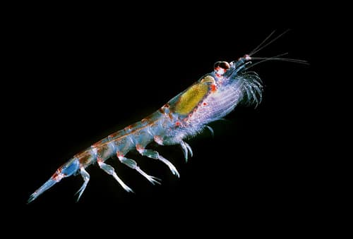 Antarctic Krill reference