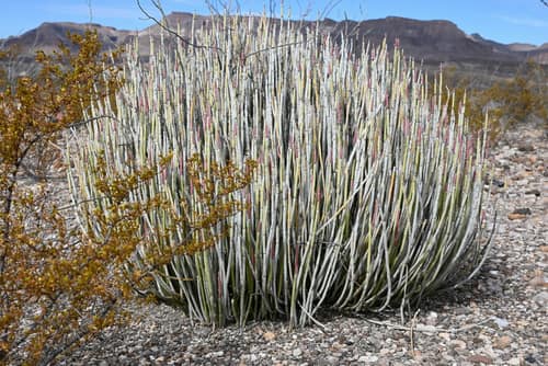 Candelilla reference