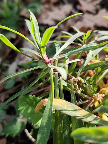 Mediterranean Spurge reference