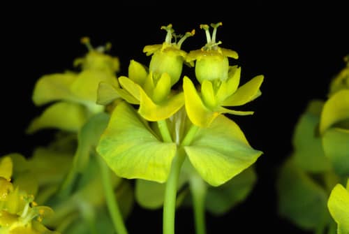 Cypress Spurge reference