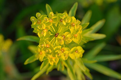 Leafy Spurge reference
