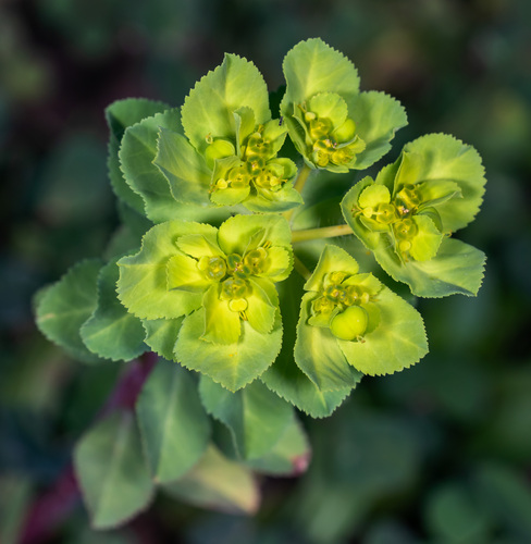 Sun Spurge reference