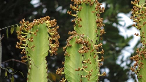 Candelabra Tree reference