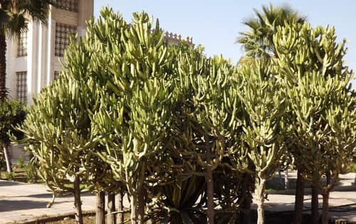 Mottled Spurge reference