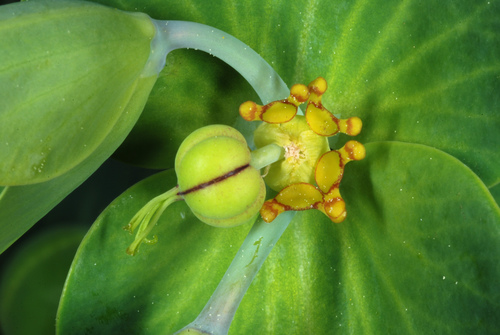 Caper Spurge reference