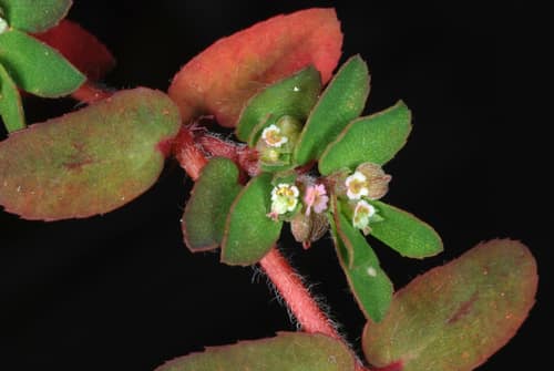 Spotted Spurge reference