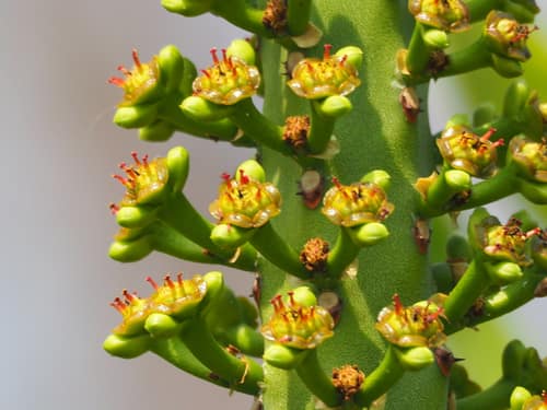 Indian Spurge Tree reference