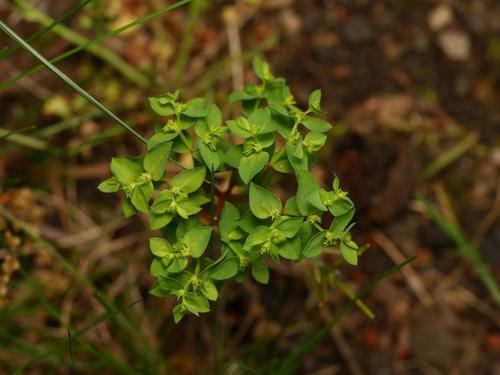 Petty Spurge reference