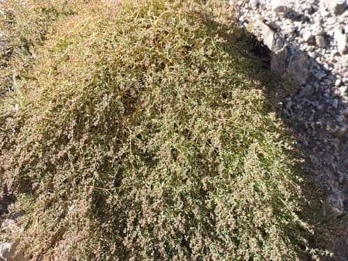 Smallseed Sandmat reference