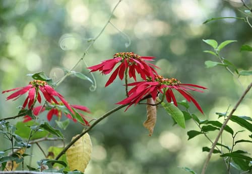 Poinsettia reference