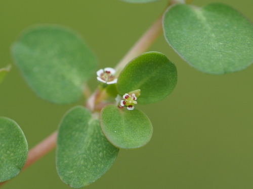 Creeping Spurge reference