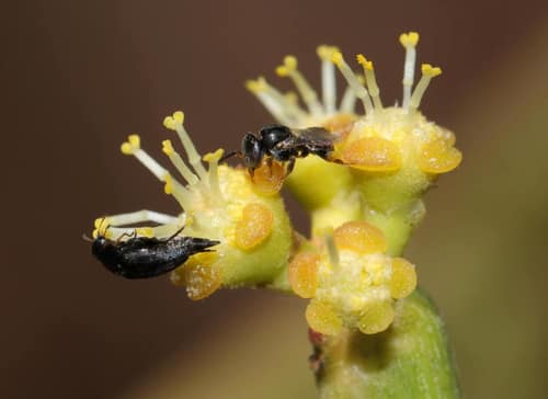 Pencil Cactus reference