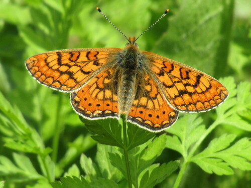 Marsh Fritillary reference