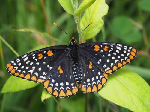 Baltimore Checkerspot reference