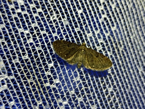 White-spotted Pug reference