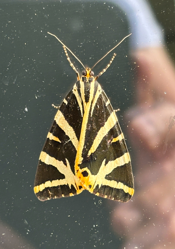 Jersey Tiger Moth reference