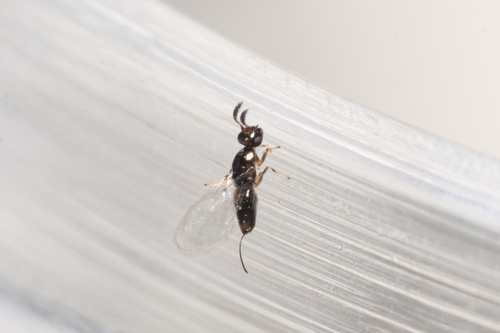 Chinese Banyan Fig Wasp reference