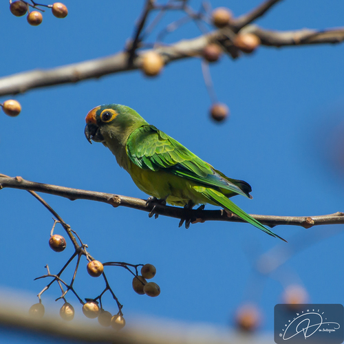 Peach-fronted Parakeet reference
