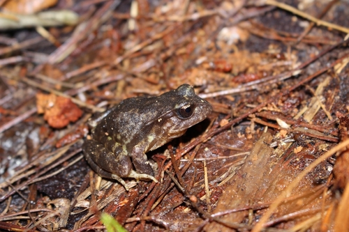 Rose-colored Ground Frog reference