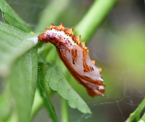 Mexican Fritillary reference