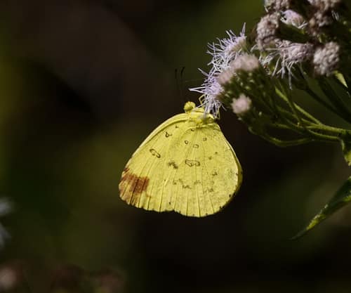 Three-spot Grass Yellow reference