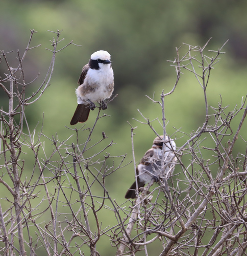 Northern White-crowned Shrike reference