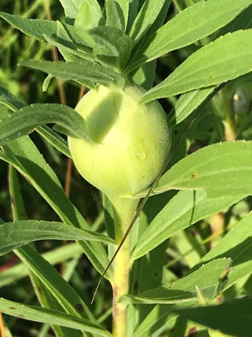 Goldenrod Gall Fly reference