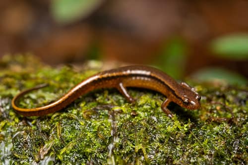 Southern Two-lined Salamander reference