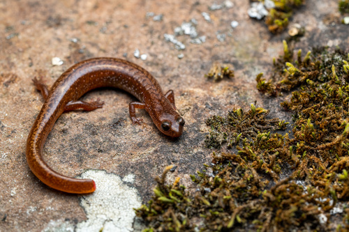 Many-ribbed Salamander reference