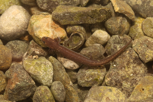 San Marcos Salamander reference