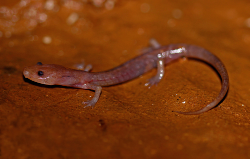 Grotto Salamander reference