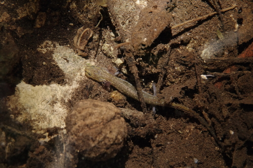 Jollyville Plateau Salamander reference