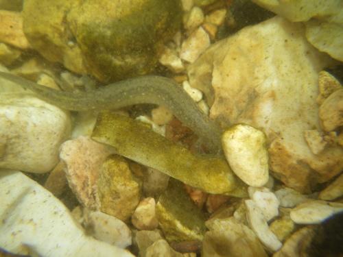 Oklahoma Salamander reference