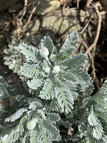 Golden Daisy Bush reference