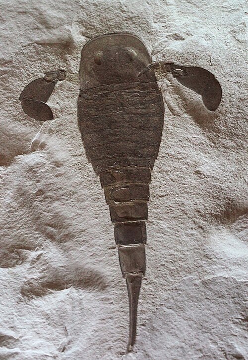 Erie Sea Scorpion reference