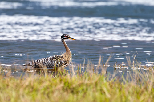 Sunbittern reference