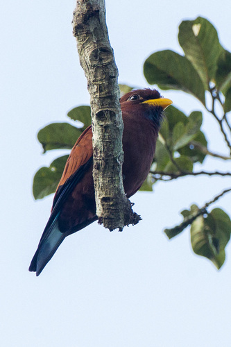 Blue-throated Roller reference