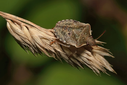 Dusky Stink Bug reference